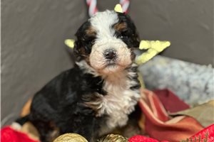 Lilly - puppy for sale