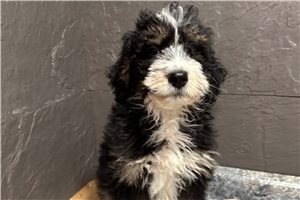 Lucy - puppy for sale