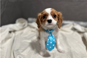 Conway - Cavalier King Charles Spaniel for sale