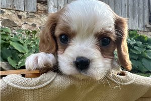 Bodie - Cavalier King Charles Spaniel for sale