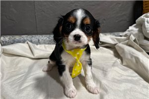 Cedric - Cavalier King Charles Spaniel for sale