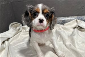 Carina - Cavalier King Charles Spaniel for sale