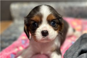 Colleen - puppy for sale