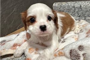 Cleveland - puppy for sale