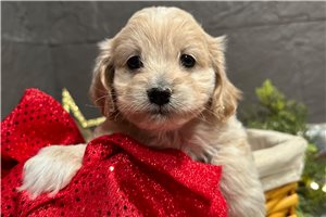 Liam - Cockapoo for sale