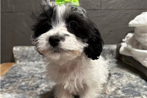 Luna - Cockapoo for sale