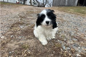 Jenna - Cockapoo for sale