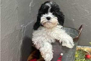 Julia - Cockapoo for sale