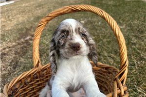 Jonah - Cocker Spaniel for sale