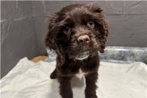 Gloria - Cocker Spaniel for sale