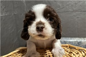 Jaxon - Cocker Spaniel for sale