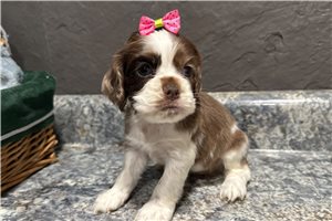 Juniper - puppy for sale