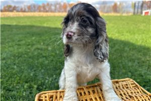 Hera - puppy for sale