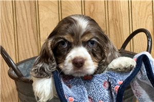 Hermes - puppy for sale