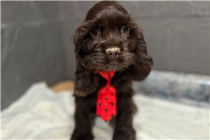 Gavin - Cocker Spaniel for sale