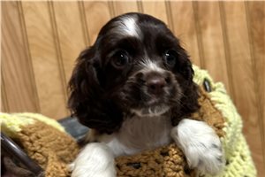 Hannah - puppy for sale
