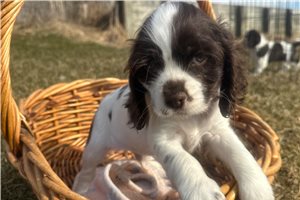 Jaxon - Cocker Spaniel for sale
