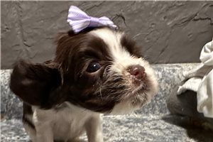 Jillian - puppy for sale