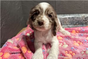 Jersey - Cocker Spaniel for sale
