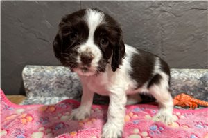 Jocelyn - Cocker Spaniel for sale