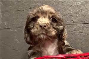 Gianna - puppy for sale