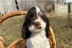 Jules - Cocker Spaniel for sale