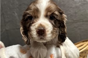 Jonah - Cocker Spaniel for sale