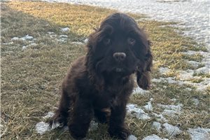 Gavin - Cocker Spaniel for sale