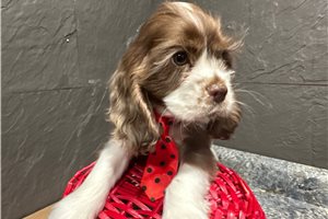 Griffin - puppy for sale