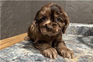 Gracie - puppy for sale