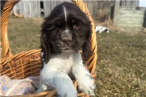 Jeremy - Cocker Spaniel for sale