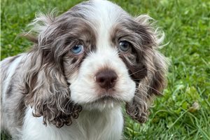 Harrington - puppy for sale