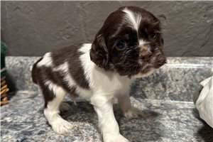 Jeremy - puppy for sale
