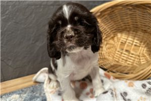 Jeremy - Cocker Spaniel for sale
