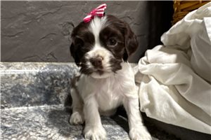 Jocelyn - puppy for sale