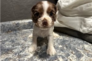 Jonah - puppy for sale