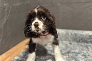 Gabrielle - Cocker Spaniel for sale