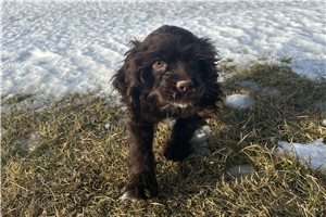 Gloria - puppy for sale
