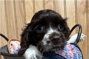 Hickory - puppy for sale