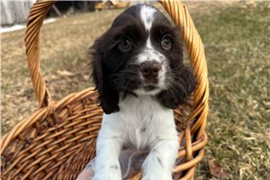 Jocelyn - Cocker Spaniel for sale