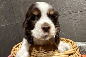 Jessica - Cocker Spaniel for sale
