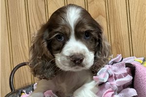 Hazel - puppy for sale