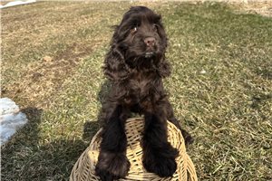 Gavin - puppy for sale