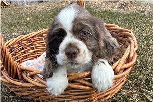Juniper - Cocker Spaniel for sale