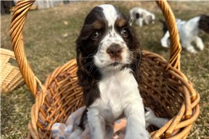 Jessica - Cocker Spaniel for sale