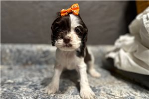 Jules - puppy for sale