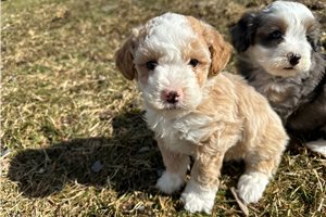 Balto - Bernedoodle, Mini for sale