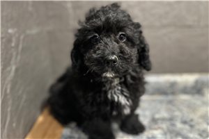 Bernie - Bernedoodle, Mini for sale