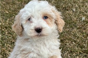 Bandit - Bernedoodle, Mini for sale