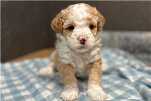 Balto - Bernedoodle, Mini for sale